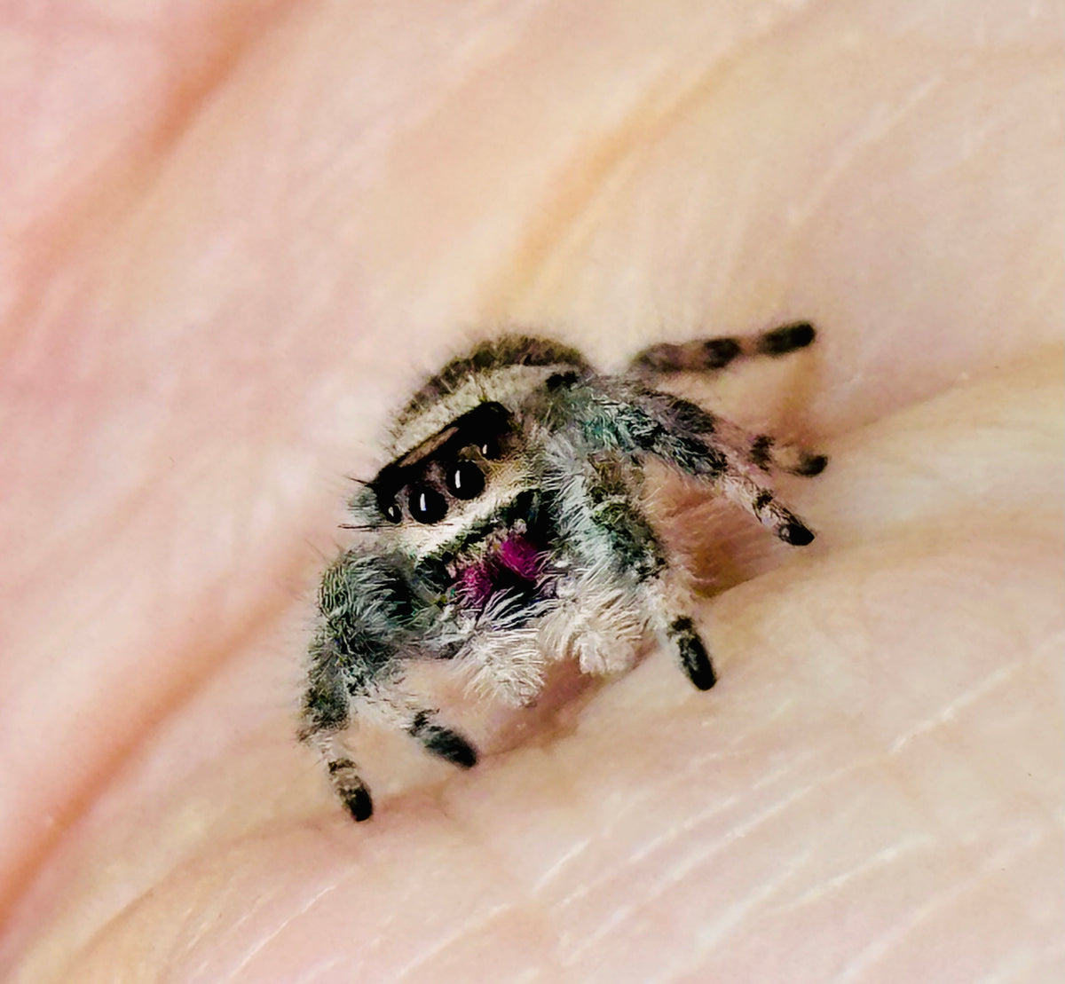 Phidippus Regius