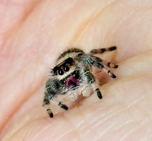 Phidippus Regius