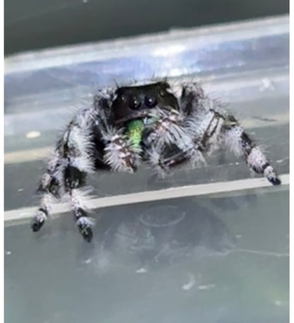 Phidippus regius × otiosus Hybrid