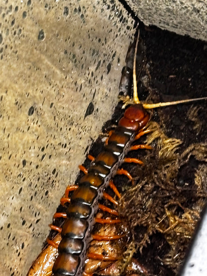 Scolopendra sp “White beard”