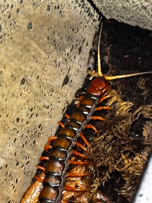 Scolopendra sp “White beard”