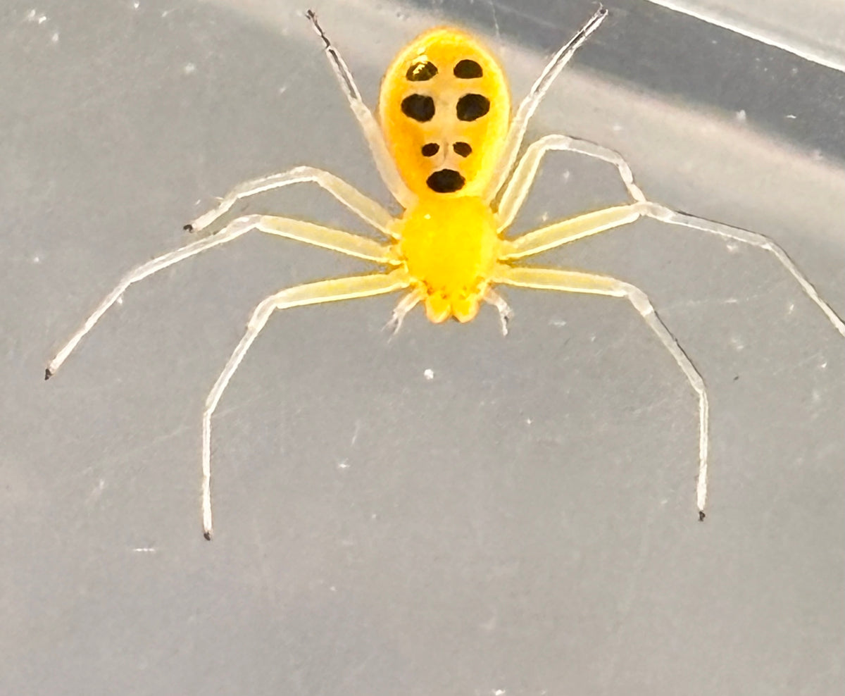 Platythomisus octomaculatus (Pikachu Crab Spider)