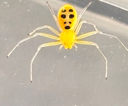 Platythomisus octomaculatus (Pikachu Crab Spider)