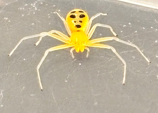 Platythomisus octomaculatus (Pikachu Crab Spider)