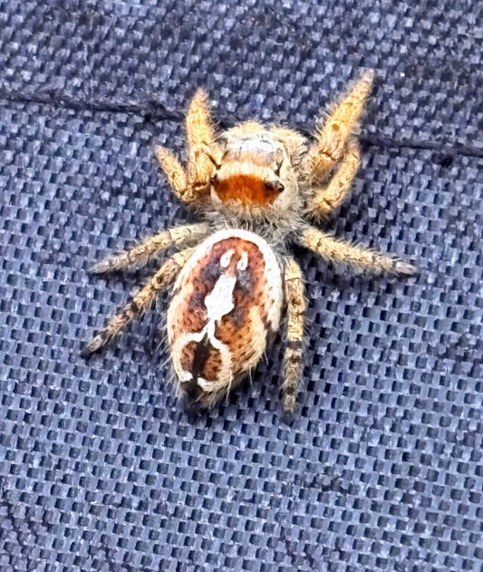 Breeder’s Choice Phidippus Arizonensis