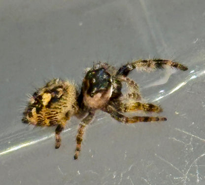 Phidippus Otiosus x Regius
