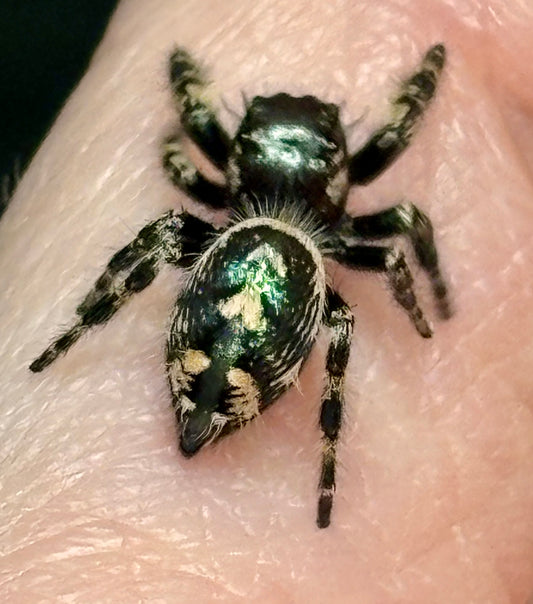 Phidippus Otiosus × Regius