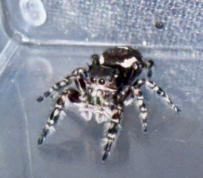 Phidippus Richmani