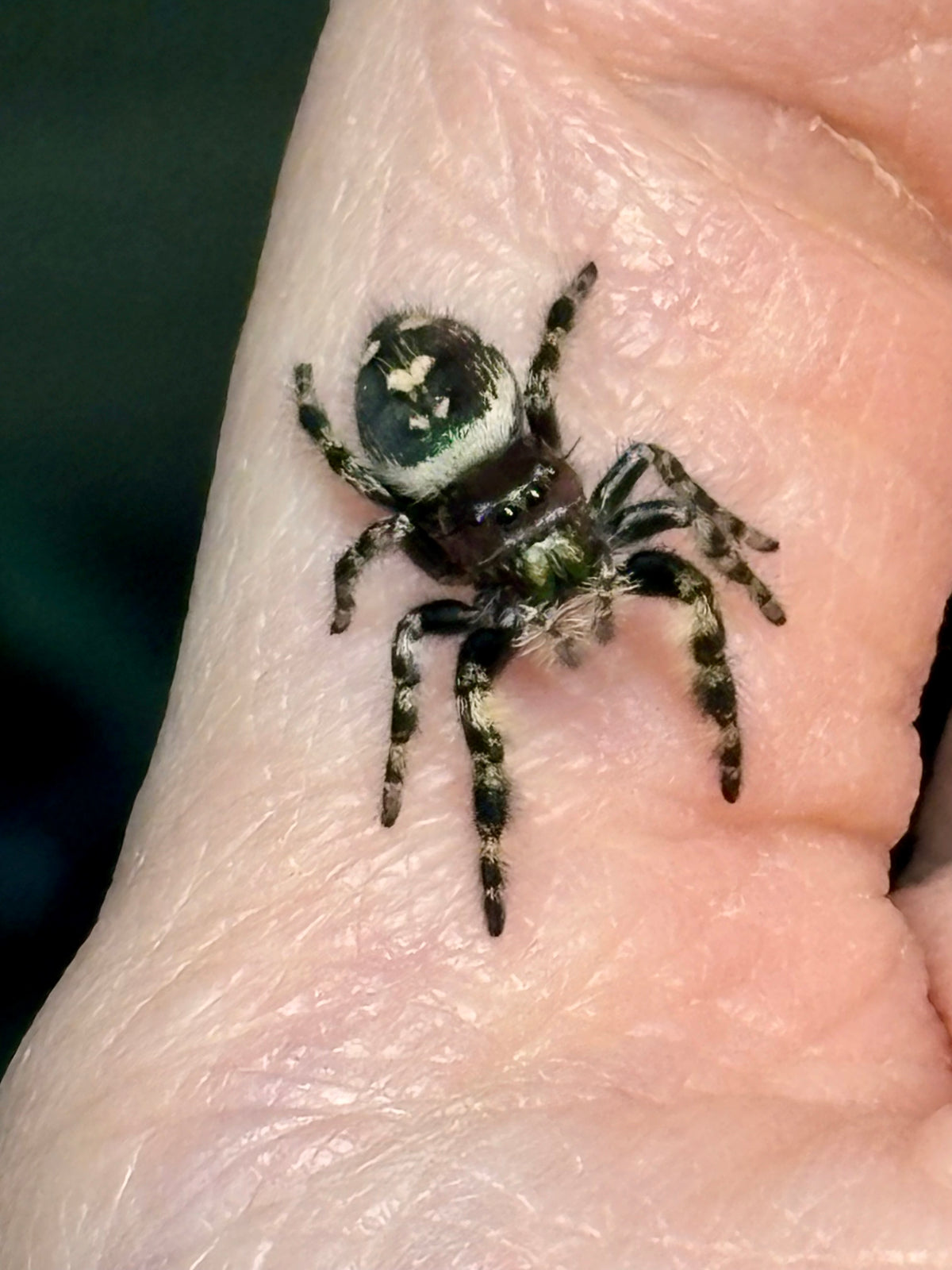 Phidippus Otiosus × Regius