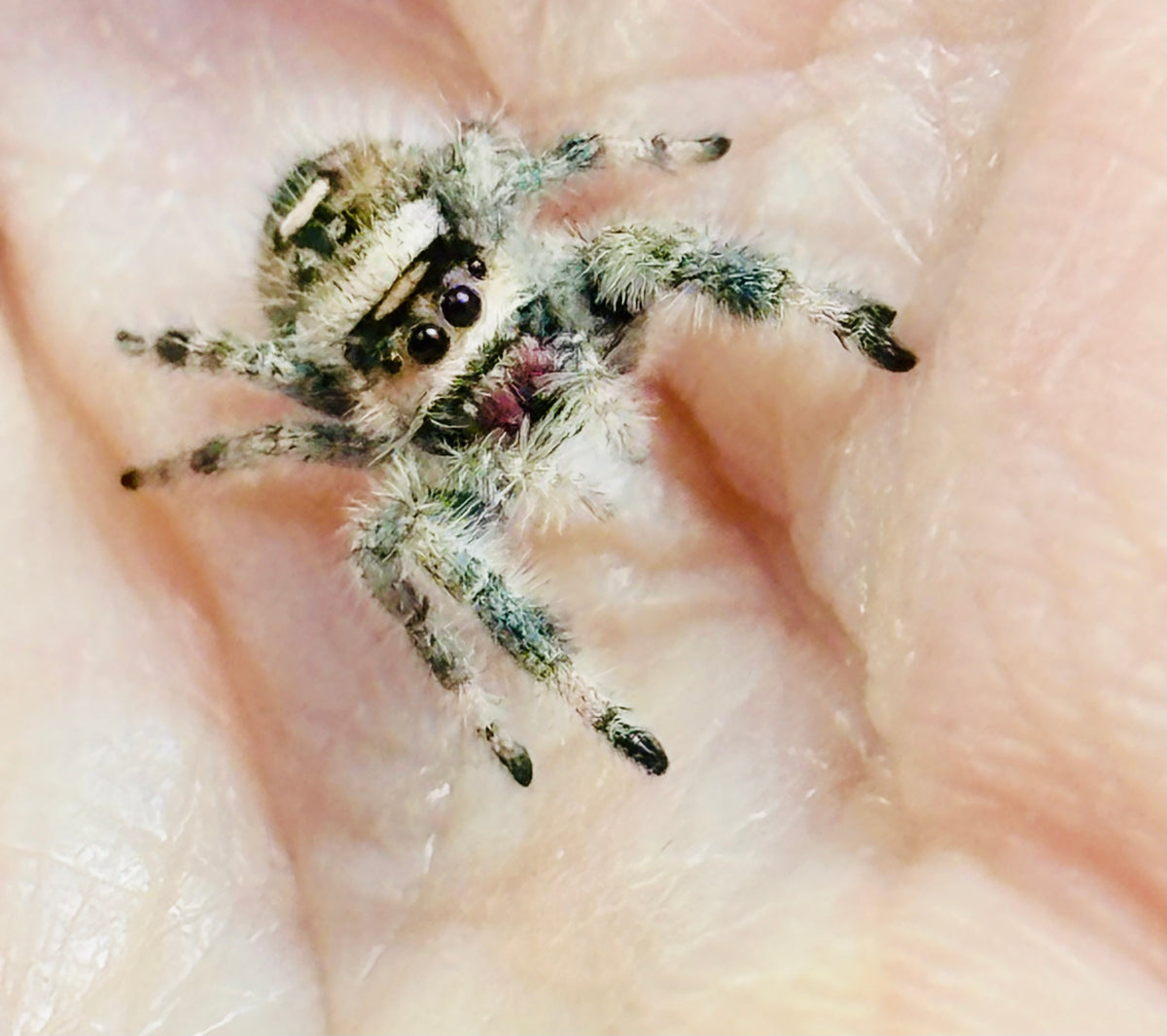 Phidippus Regius