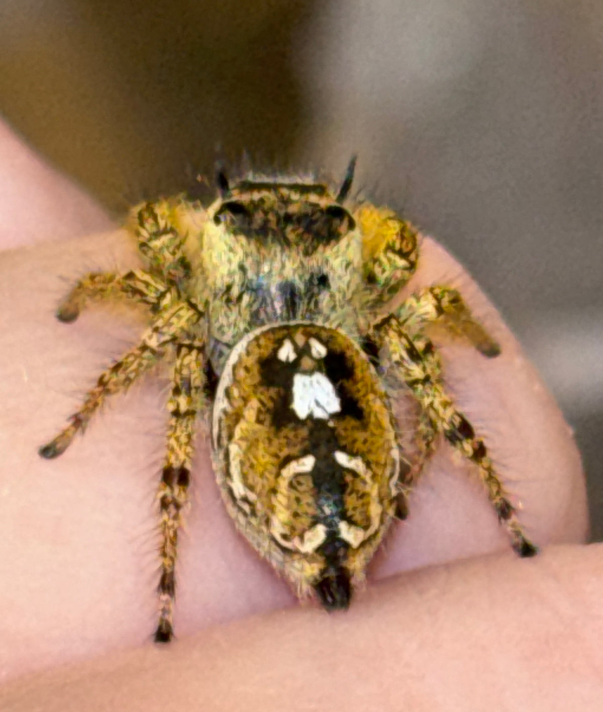 Breeder’s Choice Phidippus Arizonensis