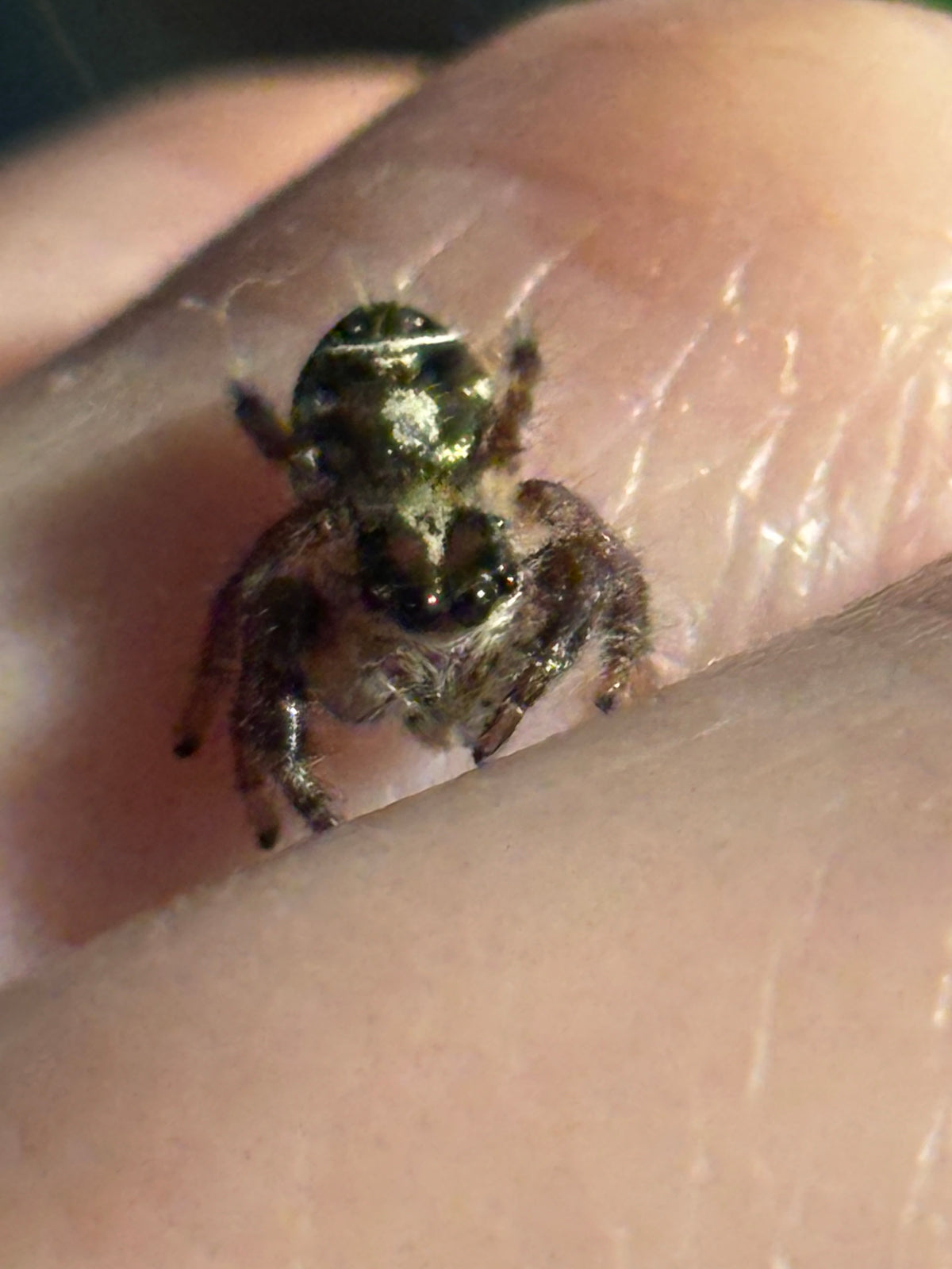 Subadult Male Hyllus diardi