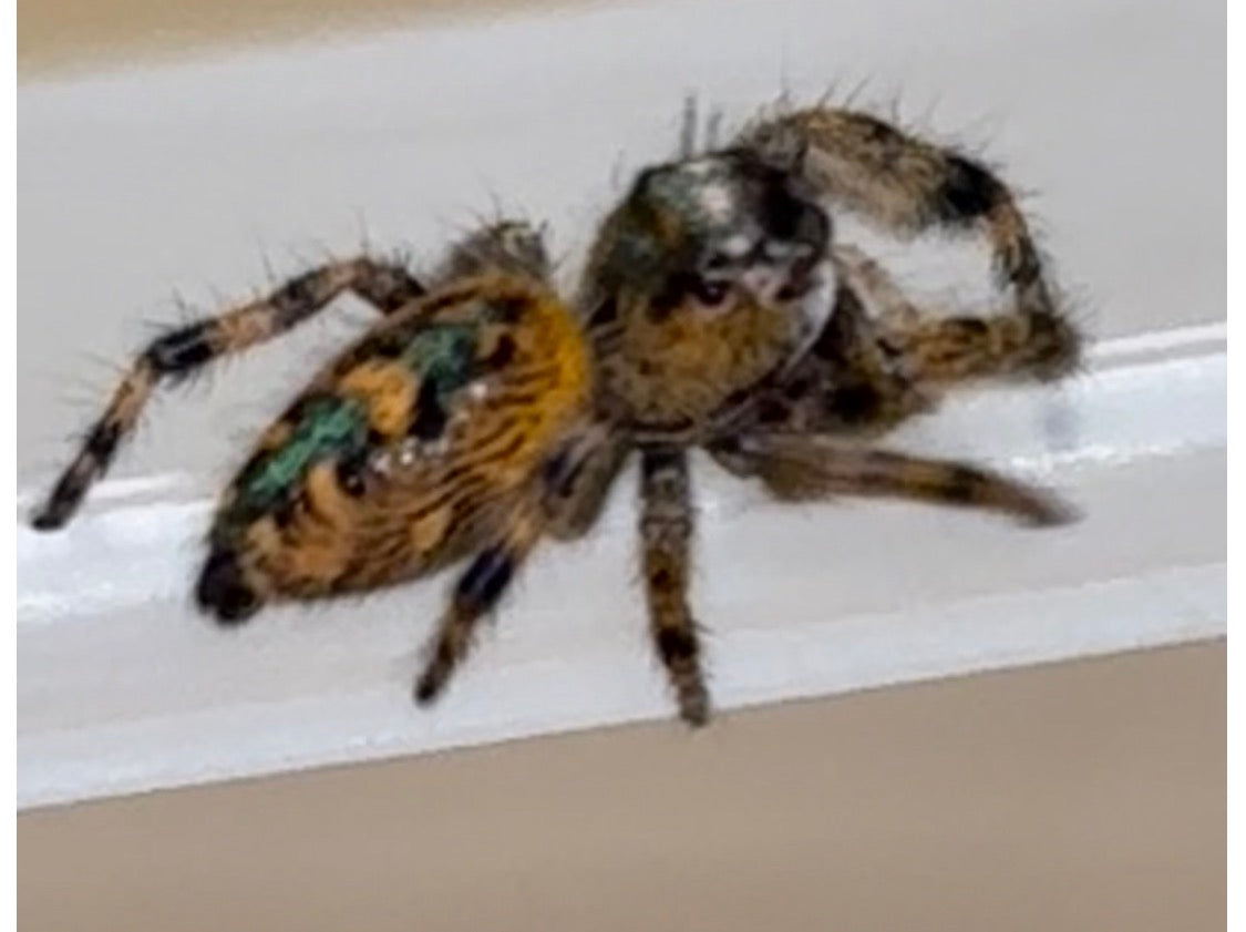 Phidippus Otiosus x Regius