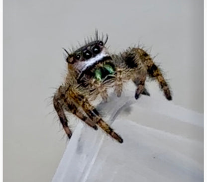 Phidippus Otiosus x Regius