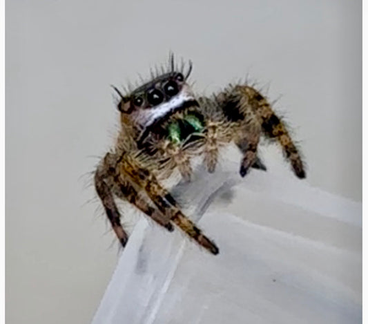 Phidippus Otiosus x Regius