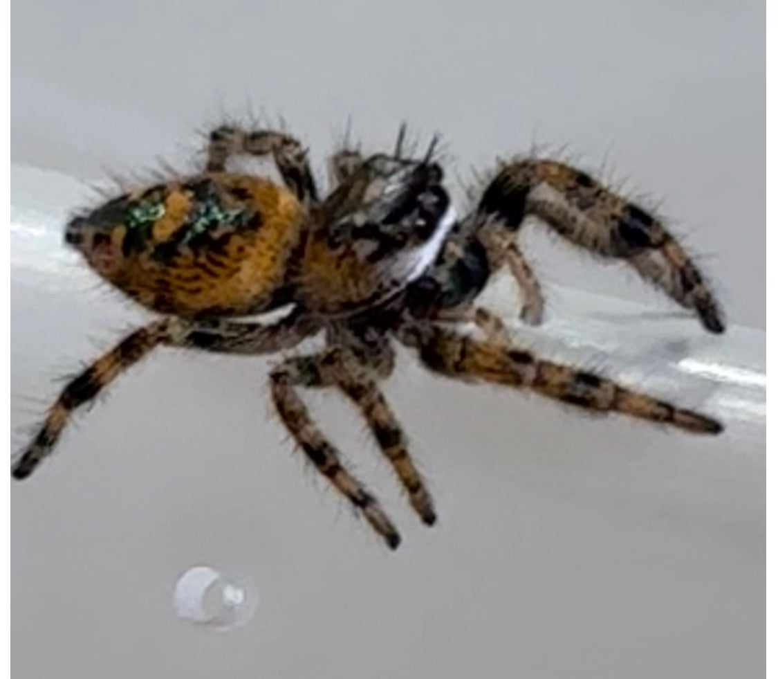 Phidippus Otiosus x Regius