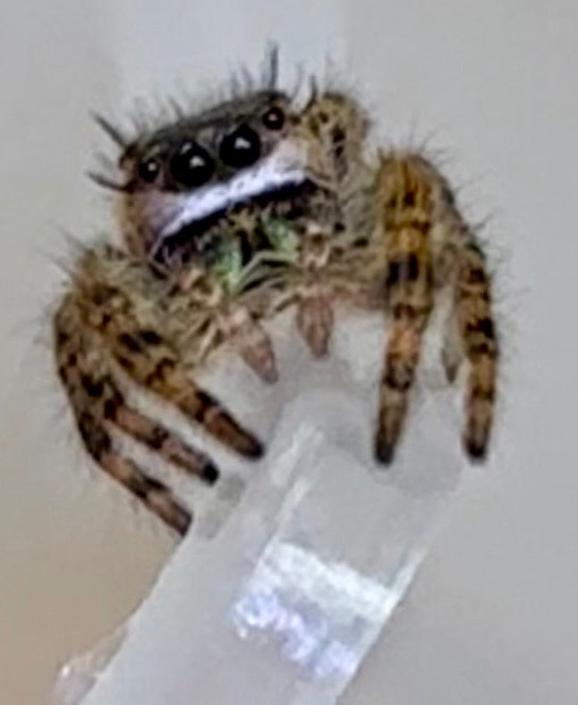 Phidippus Otiosus x Regius
