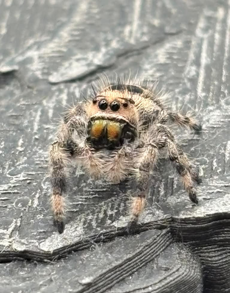Phidippus Regius - JFR20