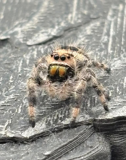 Phidippus Regius - JFR20