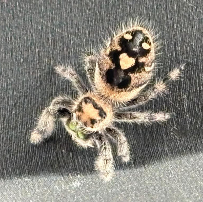 Phidippus Regius - JFR20