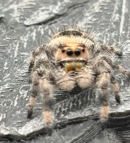 Phidippus Regius - JFR20