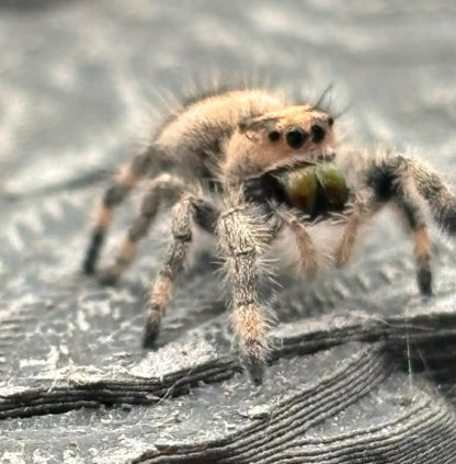 Phidippus Regius - JFR20