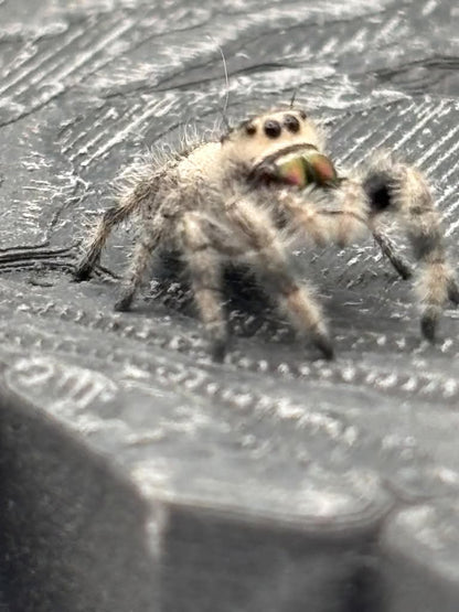 Phidippus Regius - JFR11
