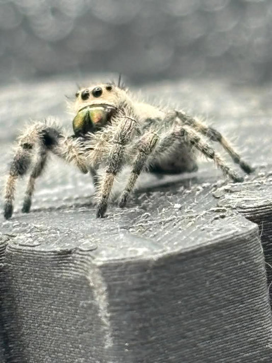 Phidippus Regius - JFR11