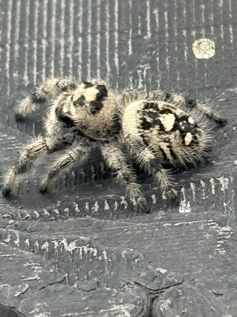 Phidippus Regius - JFR11