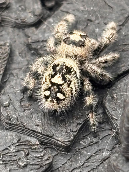 Phidippus Regius - JFR11