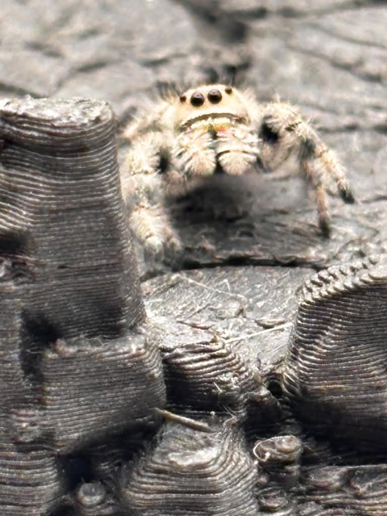 Phidippus Regius - JFR11