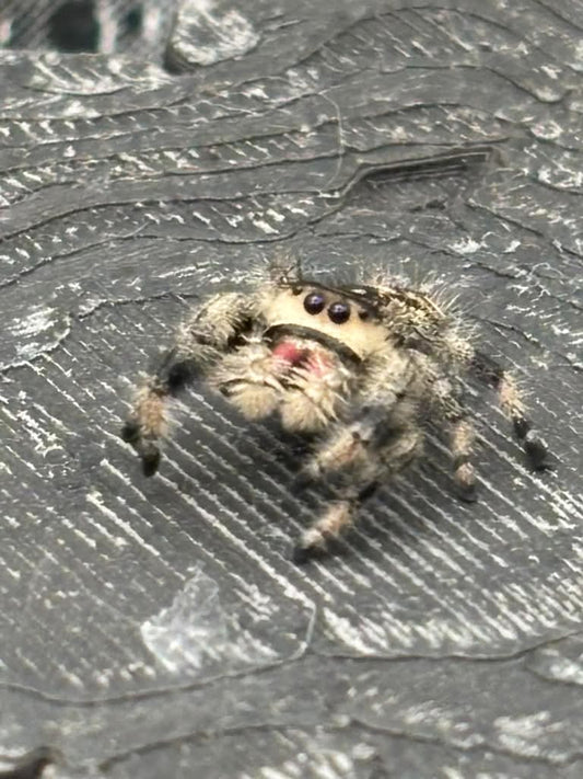 Phidippus Regius - JFR10
