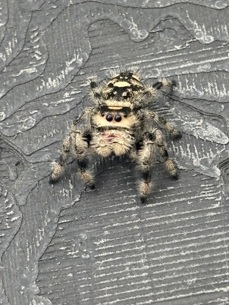 Phidippus Regius - JFR10
