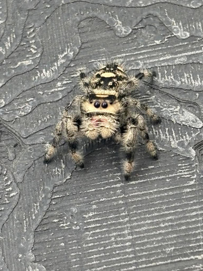 Phidippus Regius - JFR10