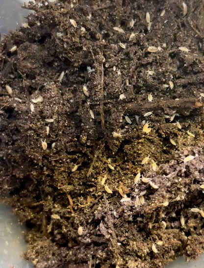 Dwarf White Isopods 

Trichorhina tomentosa
